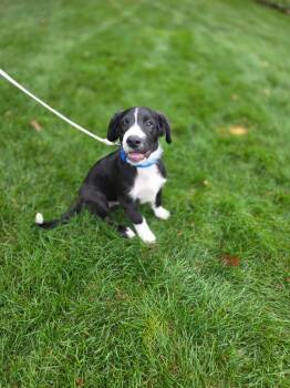 Simon -  Mixed Breed Dog for Adoption in Orland Park, Illinois - Simon | PetCurious