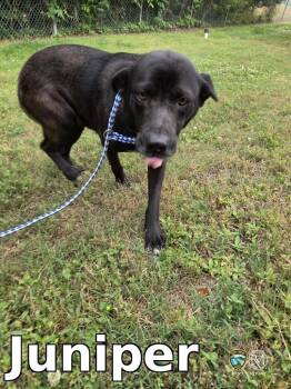 Labrador Retriever Dogs Available for Adoption in Rocky Mount, North Carolina - Juniper | PetCurious