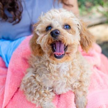 Cooper -  Maltese and Poodle Dog for Adoption in Hattiesburg, Mississippi - Cooper | PetCurious