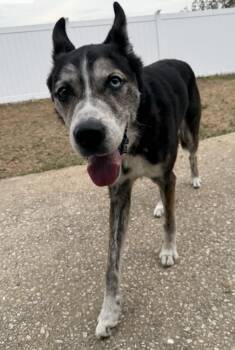 Charlie - Lovely, loyal Senior Husky -  Husky and German Shepherd Dog Dog for Adoption in Los Angeles, California - Charlie - Lovely, Loyal Senior Husky | PetCurious