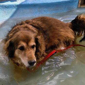 Retriever and Mixed Breed Dogs Available for Adoption in Kanab, Utah - Buttercup | PetCurious