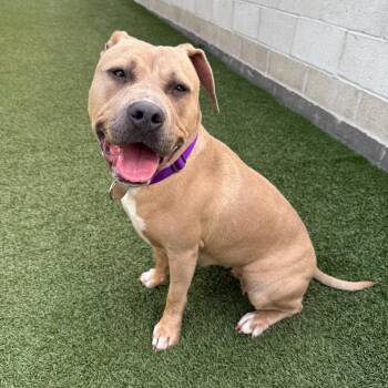 Pit Bull Terrier Dogs Available for Adoption - Shelby | PetCurious