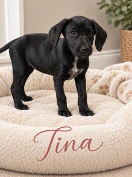 Tina -  Flat Coated Retriever Dog for Adoption in Midway, Utah - Tina | PetCurious