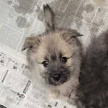 Japanese Spitz Dogs Available for Adoption - Sora | PetCurious