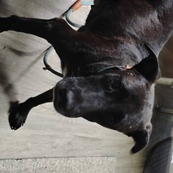 Rescue Black Labrador Retriever and Mixed Breed Dogs for Adoption in Summerville, South Carolina - Melrose | PetCurious