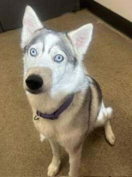 Winter Chanel -  Siberian Husky Dog for Adoption in Cleveland, Ohio - Winter Chanel | PetCurious