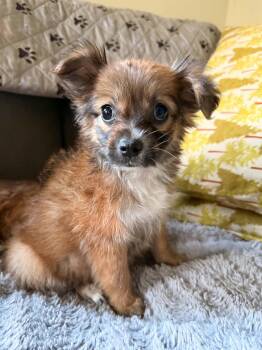 Mink -  Poodle and Chihuahua Dog for Adoption in Beavercreek, Oregon - Mink | PetCurious
