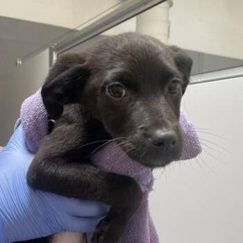 Retriever and Mixed Breed Dogs Available for Adoption in Voorhees Township, New Jersey - Brie | PetCurious