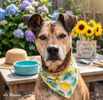 Tali -  Mixed Breed Dog Available for Adoption in Mayer, Arizona - Tali | PetCurious