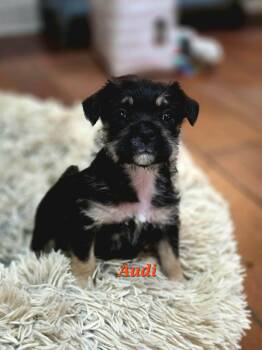 Terrier and Pug Dogs Available for Adoption - Audi | PetCurious