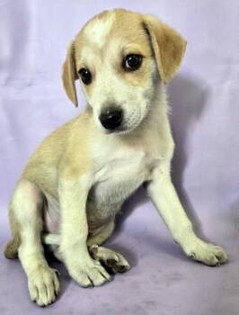 Wilson -  Australian Shepherd and Mixed Breed Dog for Adoption in Morton Grove, Illinois - Wilson | PetCurious