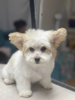 Peanuts -  Miniature Poodle and Maltipoo Dog for Adoption in Fresno, California - Peanuts | PetCurious