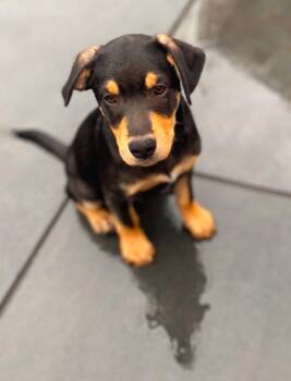 Rescue Doberman Pinscher Dogs for Adoption in Los Angeles, California - Roo | PetCurious