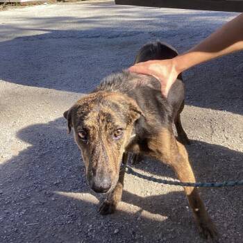 Honey Bear -  Mixed Breed Dog for Adoption in Austin, Texas - Honey Bear | PetCurious