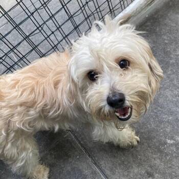 Chihuahua and Poodle Dogs Available for Adoption in Los Angeles, California - Yoshi | PetCurious