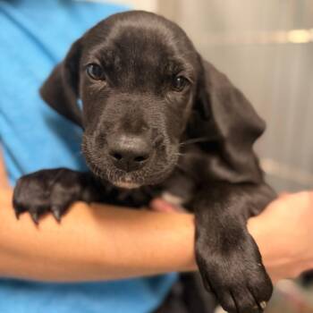Harley -  Mixed Breed Dog for Adoption - Harley | PetCurious