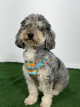 Poodle and Schnoodle Dogs Available for Adoption in Carlsbad, California - Max | PetCurious