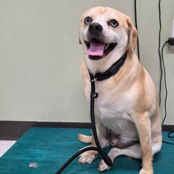 Uncle Sam -  Chihuahua and Pug Dog for Adoption in Binghamton, New York - Uncle Sam | PetCurious