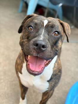 Lady Marmalade -  Pit Bull Terrier Dog for Adoption in Chicago, Illinois - Lady Marmalade | PetCurious