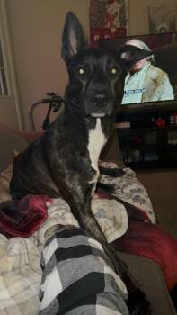 Shepherd and Husky Dogs Available for Adoption - SUNSHINE #3 | PetCurious