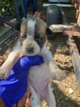 STRAWBERRY -  Mixed Breed Dog for Adoption in Dallas, Texas - STRAWBERRY | PetCurious
