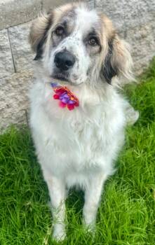 Gemma -  Great Pyrenees Dog for Adoption in Tulsa, Oklahoma - Gemma | PetCurious