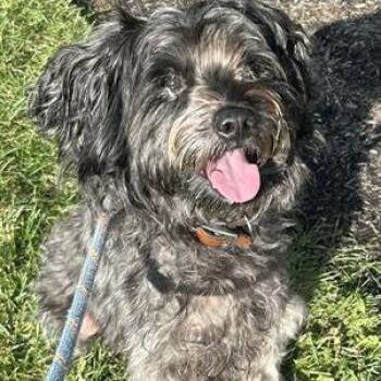 Baxter -  Miniature Schnauzer Dog for Adoption in Springboro, Ohio - Baxter | PetCurious