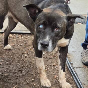 Bowie -  Shepherd and Husky Dog for Adoption in Newark, New Jersey - Bowie | PetCurious