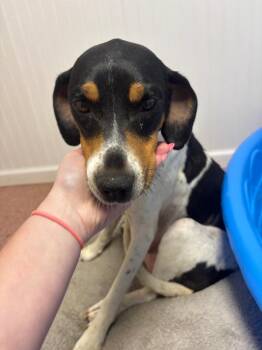 Kayla -  Hound Dog for Adoption in Wabash, Indiana - Kayla | PetCurious