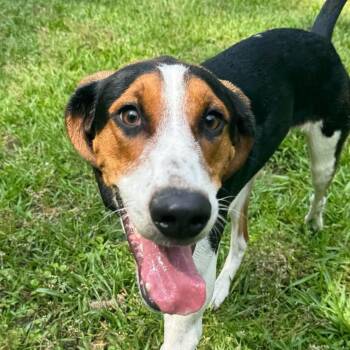 Treeing Walker Coonhound Dogs Available for Adoption in Wando, South Carolina - Tobe | PetCurious