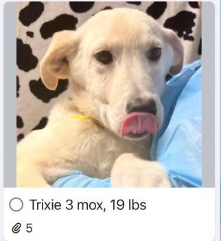 Labrador Retriever Dogs Available for Adoption in Newport, New Hampshire - Trixie | PetCurious
