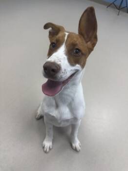 Mary -  Australian Cattle Dog Blue Heeler and Mixed Breed Dog for Adoption in Grand Junction, Colorado - Mary | PetCurious