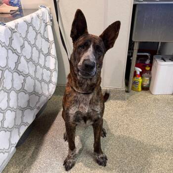 Dominic -  German Shepherd Dog Dog for Adoption in San Gabriel, California - Dominic | PetCurious