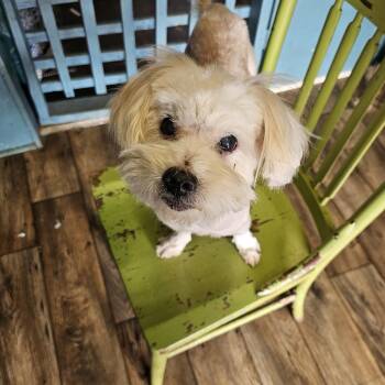 Shih Tzu Dogs Available for Adoption - Quiche | PetCurious