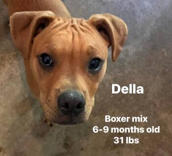 Boxer Dogs Available for Adoption in Seth, West Virginia - Della | PetCurious