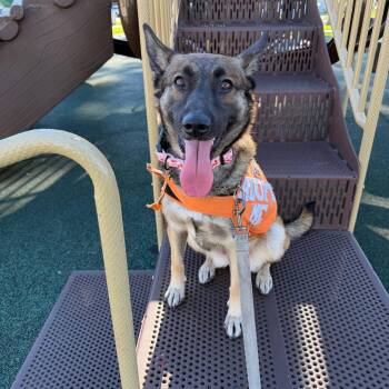 Belgian Shepherd Malinois Dogs Available for Adoption - Chary | PetCurious
