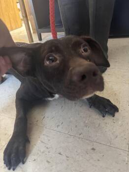 Denna Carter -  Chocolate Labrador Retriever Dog for Adoption in Sylvania, Georgia - Denna Carter | PetCurious
