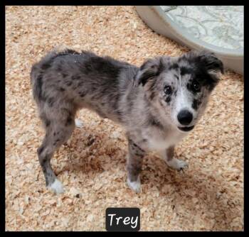 Trey -  Australian Shepherd Dog for Adoption in Granbury, Texas - Trey | PetCurious