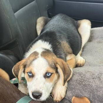 Shepherd Dogs Available for Adoption in San Antonio, Texas - Kassie | PetCurious