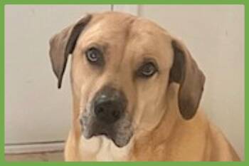 Chulo -  Mastiff and Labrador Retriever Dog for Adoption in Amherst, Massachusetts - Chulo | PetCurious