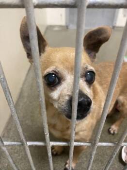 Chihuahua Dogs Available for Adoption - Trusty | PetCurious