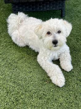 Vanilla -- please read description -  Maltipoo and Miniature Schnauzer Dog for Adoption in Tustin, California - Vanilla -- Please Read Description | PetCurious