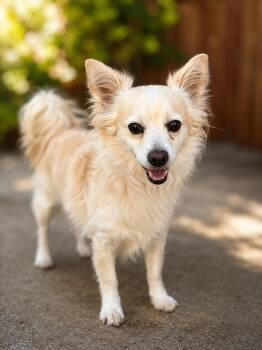 Rico -  Papillon Dog for Adoption in Corona, California - Rico | PetCurious