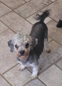 Ben -  Poodle Dog for Adoption in Catlettsburg, Kentucky - Ben | PetCurious