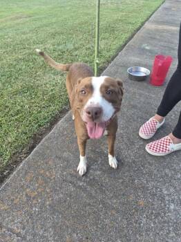 Pen 119 Lumi -  Pit Bull Terrier Dog for Adoption in Lawrenceville, Georgia - Pen 119 Lumi | PetCurious