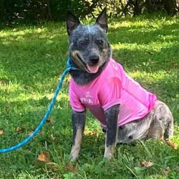 Athena -  Australian Cattle Dog Blue Heeler and Mixed Breed Dog for Adoption in Lynchburg, Virginia - Athena | PetCurious