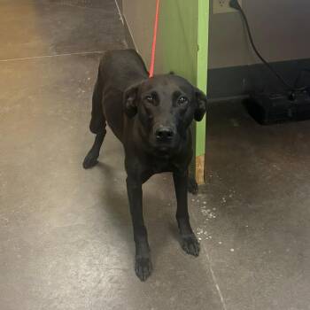 Labrador Retriever and Mixed Breed Dogs Available for Adoption - Valentina | PetCurious