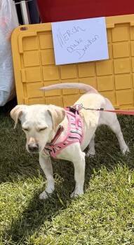 Labrador Retriever and Dachshund Dogs Available for Adoption in Las Vegas, Nevada - Buddy | PetCurious