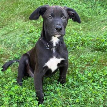 Dean -  Mixed Breed Dog for Adoption in Fredericksburg, Virginia - Dean | PetCurious