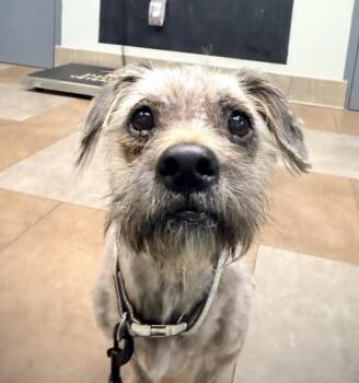 Radar -  Terrier Dog for Adoption in Broken Arrow, Oklahoma - Radar | PetCurious